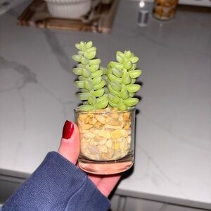 NWOT Faux Succulent Plant